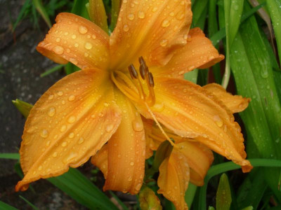 IMGP9043.JPG