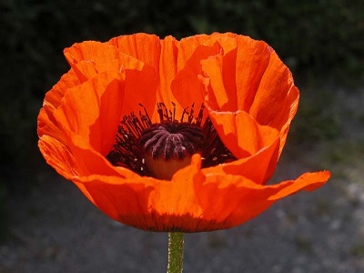 mohn50802.jpg