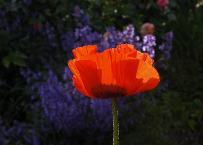 mohn50806.jpg