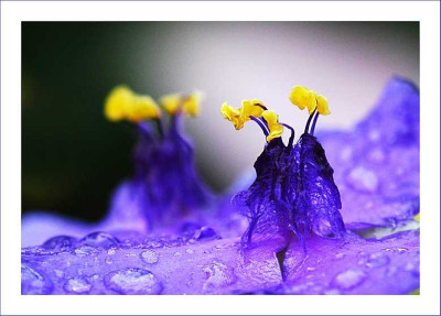 Dreimasterblume_1_25-06-2006.jpg