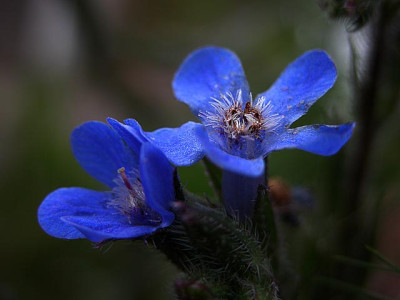 anchusa.jpg