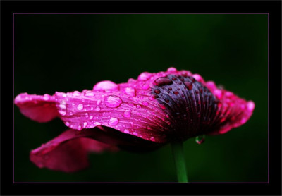 Schlafmohn_1_25-06-2006.jpg