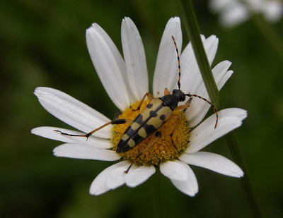 schmalbock50659.jpg