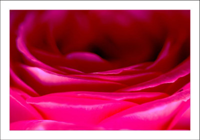 Rosa_1_25-06-2006.jpg