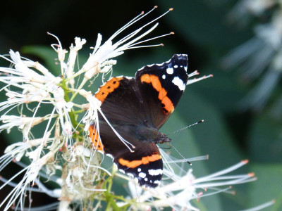 2015-08-04 Schmetterling Admiral.jpg