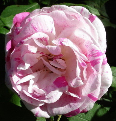 Honorine_de_Brabant__02.jpg