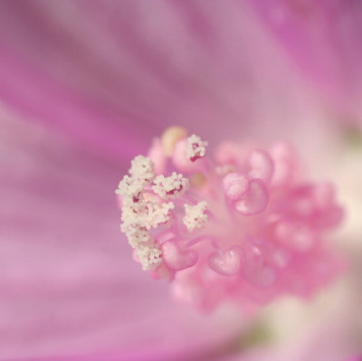Malva-Juni06-01.jpg