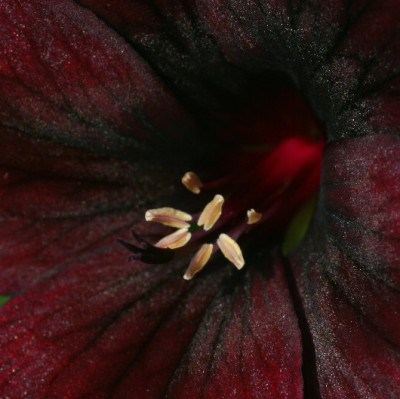 Pelargonie-Juni06-01.jpg