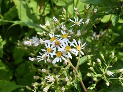 2015-07-26 Aster macrophyllus.jpg