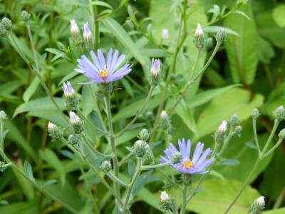 2015-08-04 Aster x herveyi 'Twilight'.jpg