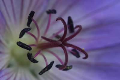 Geranium-Juni06-03.jpg