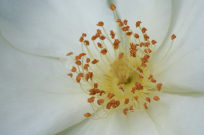 Rose-Juni06-01.jpg