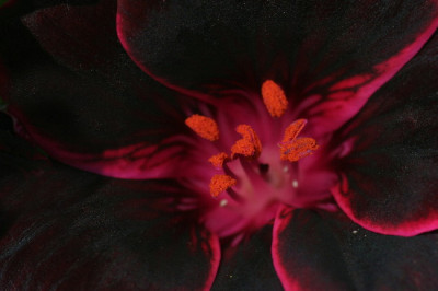 Pelargonie-Juni06-02.jpg