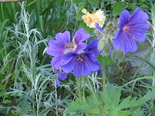 Geranium_und_Rose_1_1_1.JPG