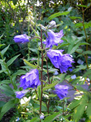 25.6.06._Campanula_trachelium_Bernice__001.JPG