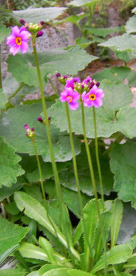 25.6.06._Primula_poissinii_014.JPG