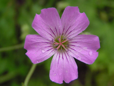geranium_gracile.jpg