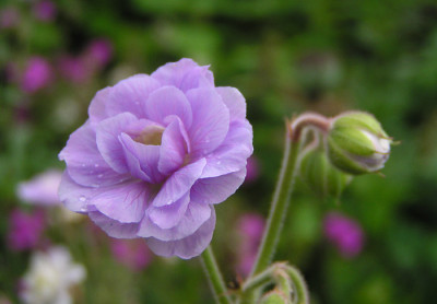 geranium_pratense_summer_skies.jpg