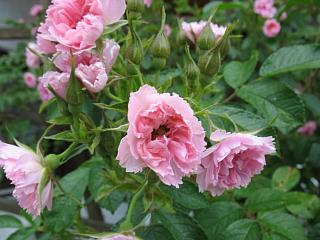 IMG_1616.JPG