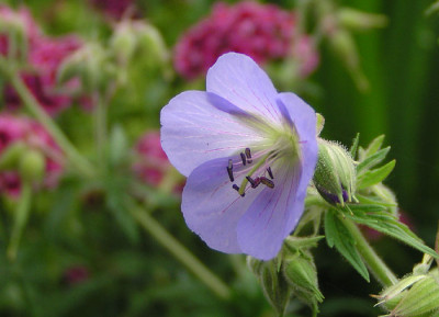 geranium_pratense_saemling.jpg
