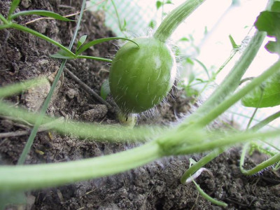 melone1.JPG
