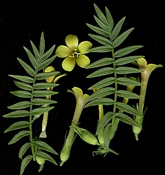 polemonium_pauciflora.jpg