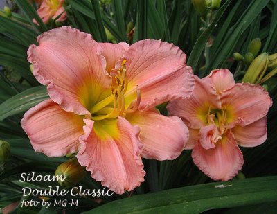 Imgp7204-SilDClassic.jpg