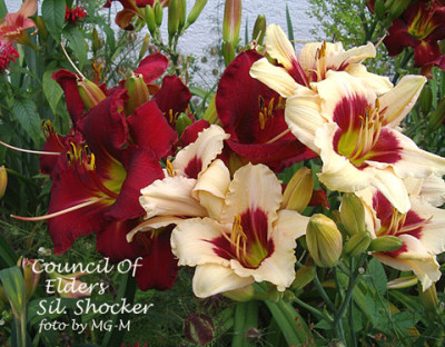 Imgp2617-Council-Shocker.jpg