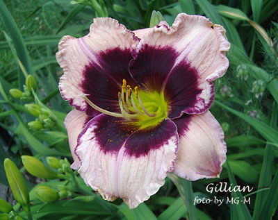 Imgp7222-Gillian.jpg