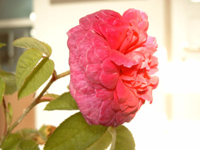Bild1406_Kopie.jpg