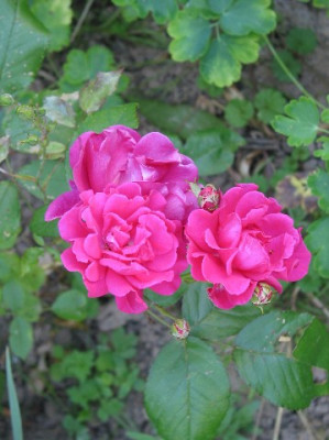 IMG_0101_Mittlere_Webansicht.jpg