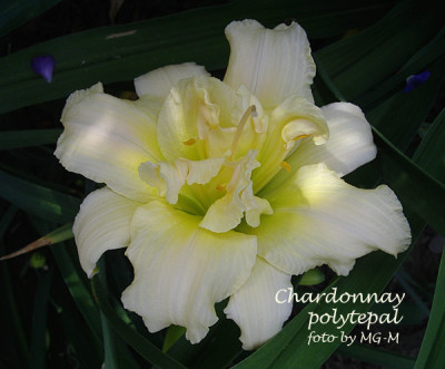 Imgp7171-Chard-Poly.jpg