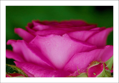 Rosa_2_25-06-2006.jpg