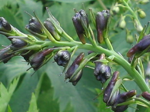 KnospenRittersporn_1_3_1.JPG