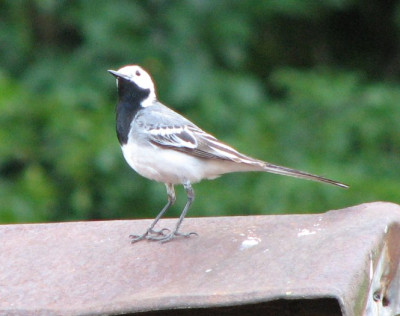 VOGEL_BII.jpg