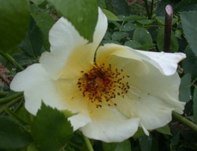 Golden_Wings_HS_28657.jpg