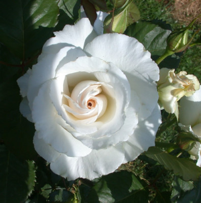 Margaret_Merril_HS_28768.jpg