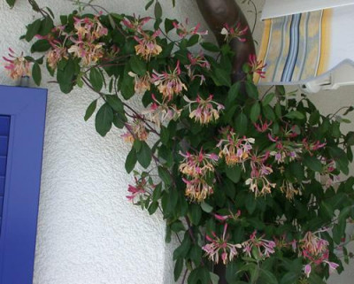 Windendes_Geissblatt_Serotina_HW_28447.jpg