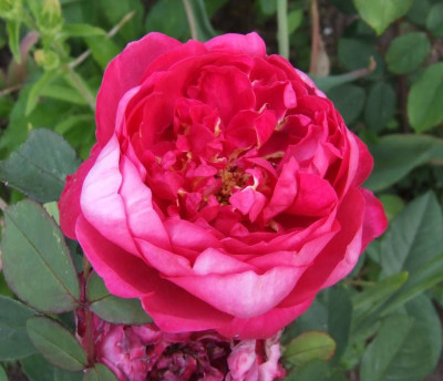 20060623_benjamin_britten.jpg
