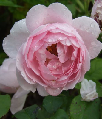 20060623_generous_gardener.jpg