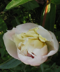 Pfingstrose1_1_4_1.jpg