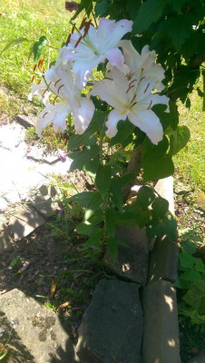 Blume_01.jpg