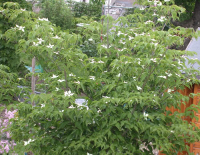 DSCN6835_Cornus_Cousa_chinensis_.jpg