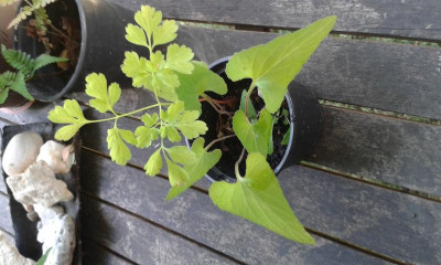 20150805_145206.jpg