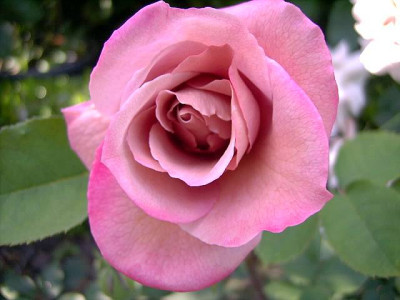 DSC00067-1.JPG