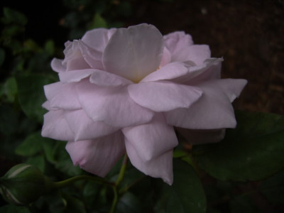 Rodaun_Violet.JPG