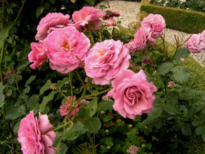 Magenta_in_Korfhoeve.jpg