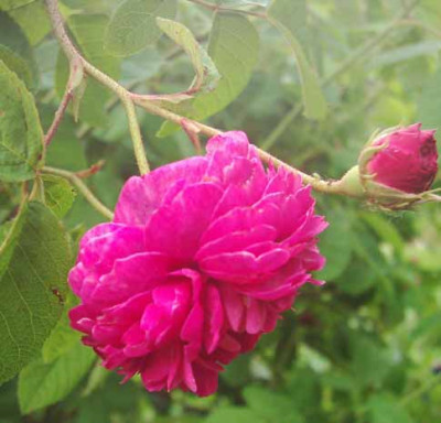 Aimable_Rouge_06_Bl_Kopie.jpg