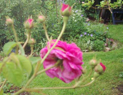 Aimable_Rouge_06_Bluetentriebe_Kopie.jpg