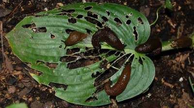 Hosta-bei-Nacht.jpg